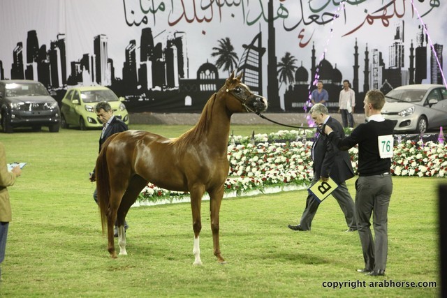 2013 Ajman Arabian Horse Show (day 1)