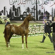 2013 Ajman Arabian Horse Show (day 1)