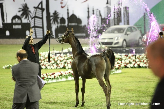 2013 Ajman Arabian Horse Show (day 2)