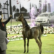 2013 Ajman Arabian Horse Show (day 2)