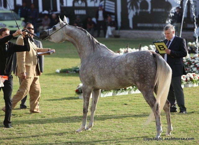 2013 Ajman Arabian Horse Show (day 2)
