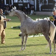 2013 Ajman Arabian Horse Show (day 2)