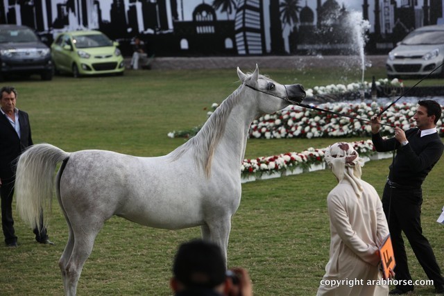 2013 Ajman Arabian Horse Show (day 2)