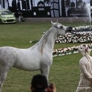 2013 Ajman Arabian Horse Show (day 2)