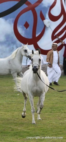 2013 Ajman Arabian Horse Show (day 2)