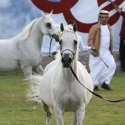 2013 Ajman Arabian Horse Show (day 2)