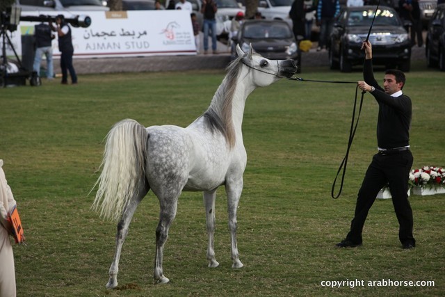 2013 Ajman Arabian Horse Show (day 2)