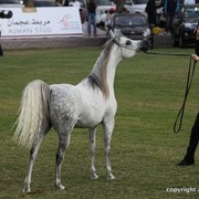 2013 Ajman Arabian Horse Show (day 2)