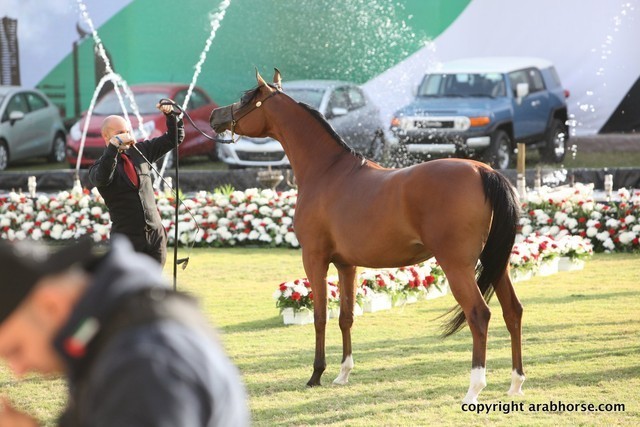 2013 Ajman Arabian Horse Show (day 2)