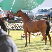 2013 Ajman Arabian Horse Show (day 2)