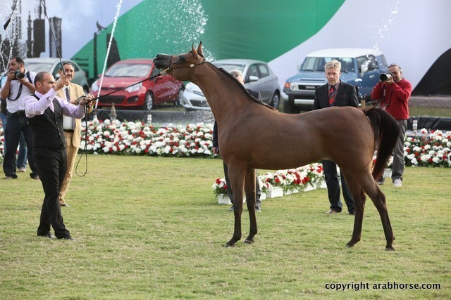 2013 Ajman Arabian Horse Show (day 2)