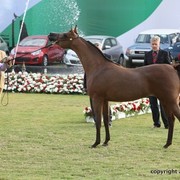 2013 Ajman Arabian Horse Show (day 2)
