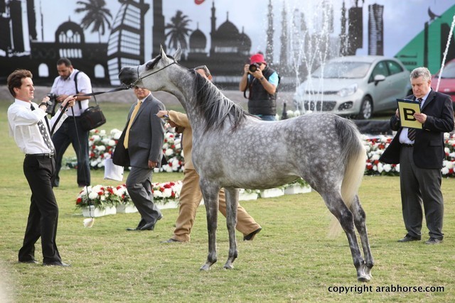 2013 Ajman Arabian Horse Show (day 2)