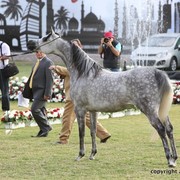 2013 Ajman Arabian Horse Show (day 2)