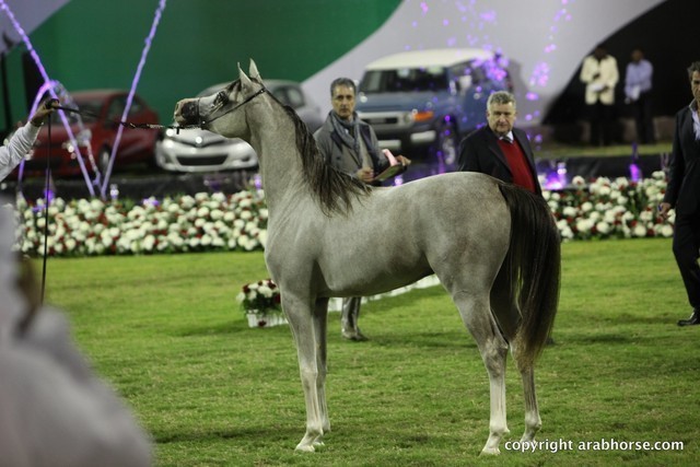 2013 Ajman Arabian Horse Show (day 2)