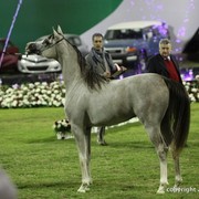 2013 Ajman Arabian Horse Show (day 2)