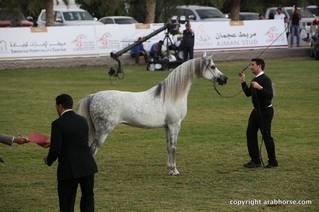 2013 Ajman Arabian Horse Show (day 2)