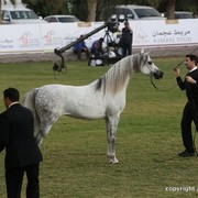2013 Ajman Arabian Horse Show (day 2)