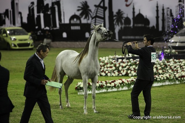 2013 Ajman Arabian Horse Show (day 2)