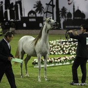 2013 Ajman Arabian Horse Show (day 2)