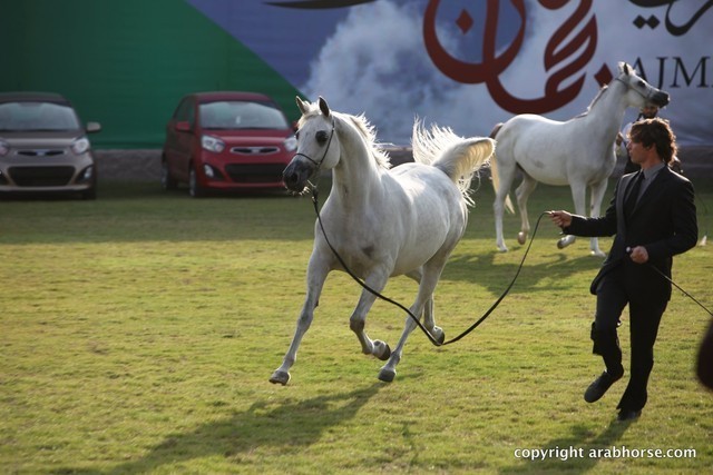 2013 Ajman Arabian Horse Show (day 2)