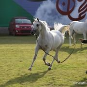 2013 Ajman Arabian Horse Show (day 2)