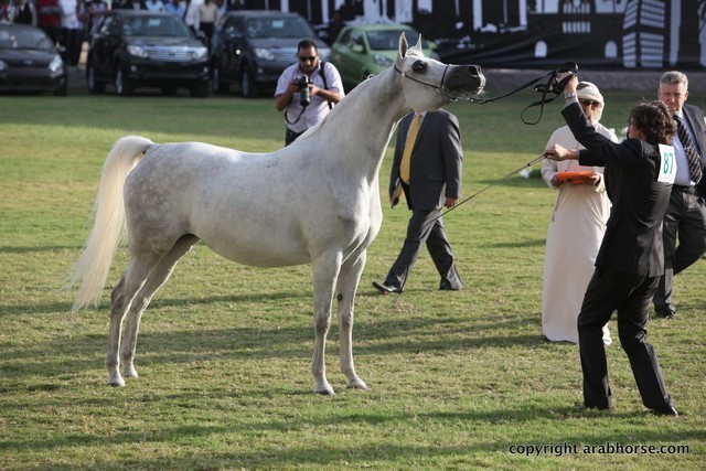 2013 Ajman Arabian Horse Show (day 2)