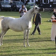 2013 Ajman Arabian Horse Show (day 2)