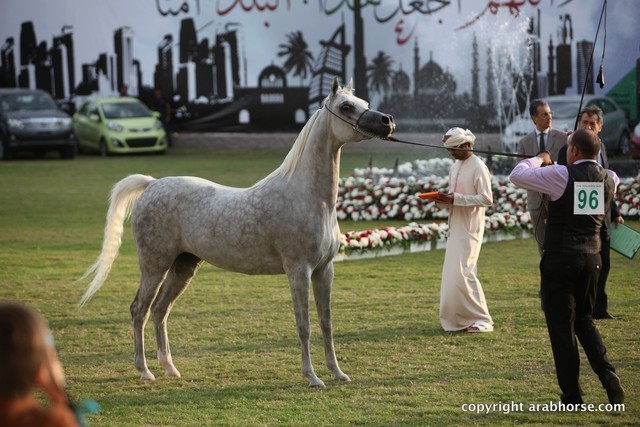 2013 Ajman Arabian Horse Show (day 2)