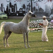 2013 Ajman Arabian Horse Show (day 2)