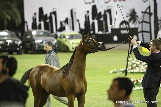 2013 Ajman Arabian Horse Show (day 2)