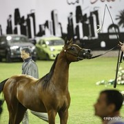 2013 Ajman Arabian Horse Show (day 2)
