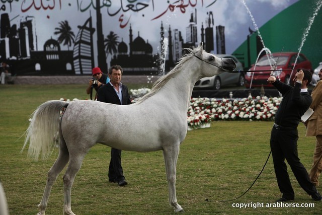 2013 Ajman Arabian Horse Show (day 2)