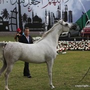 2013 Ajman Arabian Horse Show (day 2)