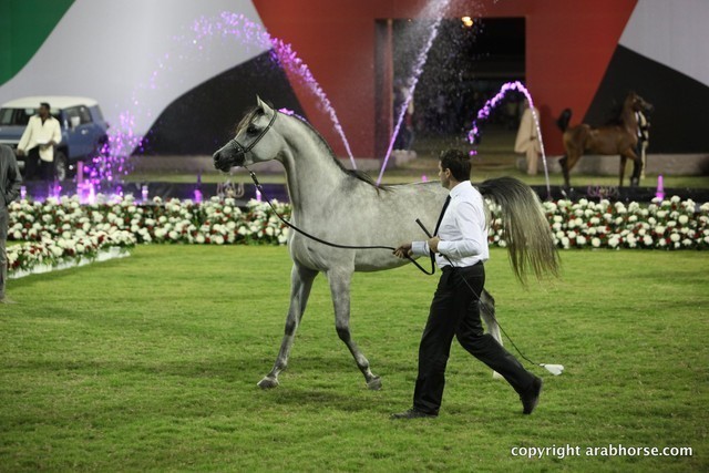 2013 Ajman Arabian Horse Show (day 2)