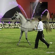 2013 Ajman Arabian Horse Show (day 2)
