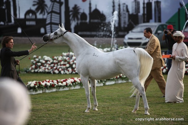 2013 Ajman Arabian Horse Show (day 2)
