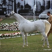 2013 Ajman Arabian Horse Show (day 2)