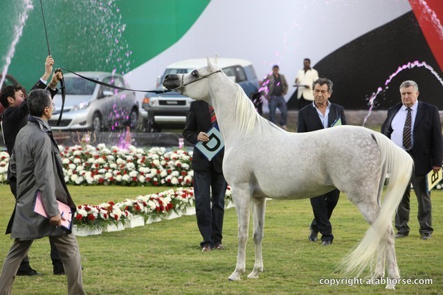 2013 Ajman Arabian Horse Show (day 2)