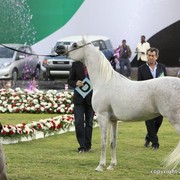 2013 Ajman Arabian Horse Show (day 2)
