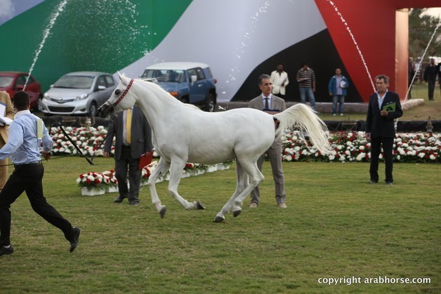 2013 Ajman Arabian Horse Show (day 2)