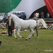 2013 Ajman Arabian Horse Show (day 2)