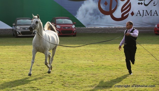 2013 Ajman Arabian Horse Show (day 2)