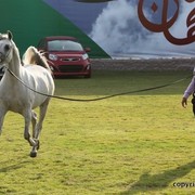 2013 Ajman Arabian Horse Show (day 2)