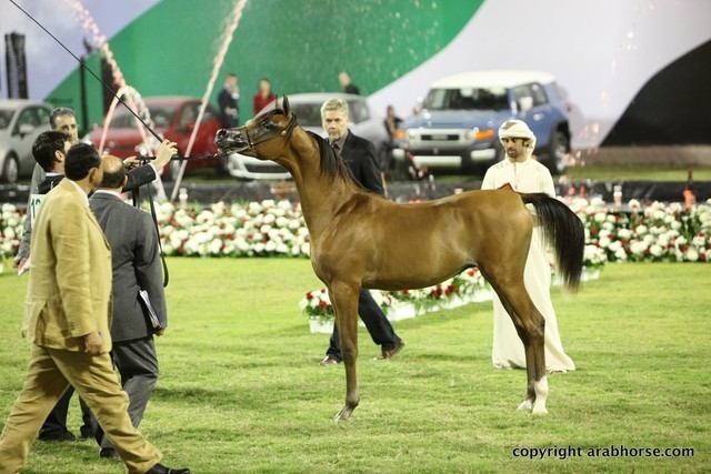 2013 Ajman Arabian Horse Show (day 2)