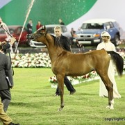 2013 Ajman Arabian Horse Show (day 2)