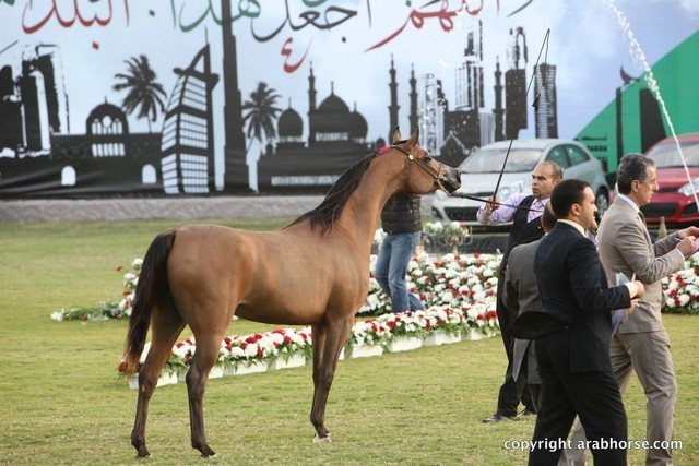 2013 Ajman Arabian Horse Show (day 2)