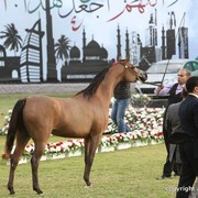 2013 Ajman Arabian Horse Show (day 2)