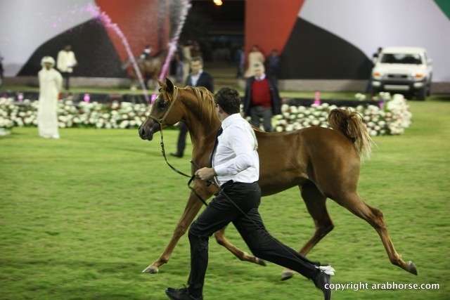 2013 Ajman Arabian Horse Show (day 2)