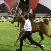 2013 Ajman Arabian Horse Show (day 2)